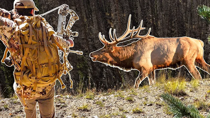 FULL DRAW on a BIG BULL! - Bump and Dump ELK HUNT??