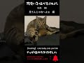 可愛い子猫で 癒されよう 98 見てんじゃね~よぉ編 #shorts