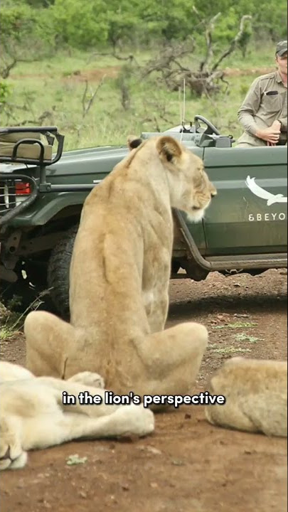 The Reason Why Lions Don't Attack Humans On Safari Vehicle