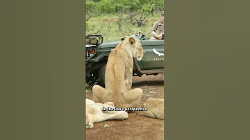 The Reason Why Lions Don't Attack Humans On Safari Vehicle
