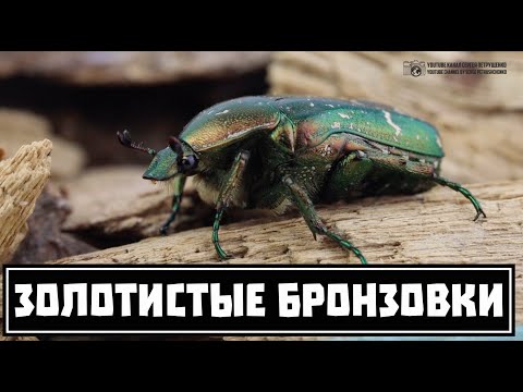 Видео: Бронзовски бръмбар - летящо чудо