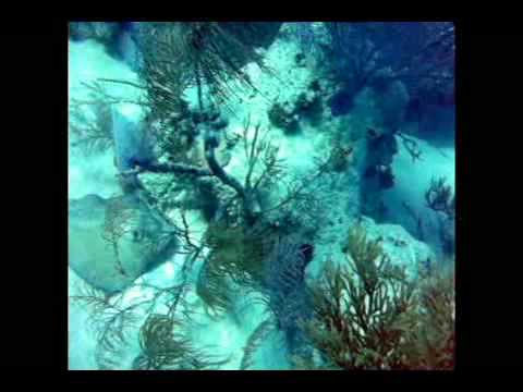 Dr Mark's Dangerous Encounters Diving the Caribbea...