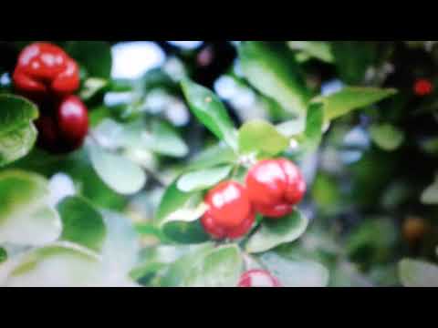 Video: Acerola - Upute Za Uporabu, Cijena, Pregledi, Korisna Svojstva Vitamina C