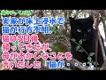 230【猫のびっくり話】実家が床上浸水で猫が行方不明。猫は5日後帰ってきたが、母がおかしなことを言いだした「猫が・・・」