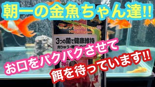 金魚 朝一の金魚ちゃん達 お口をパクパクさせ餌を待ってます Youtube 金魚 朝一の金魚ちゃん達 お口をパクパクさせ餌を待ってます Youtube