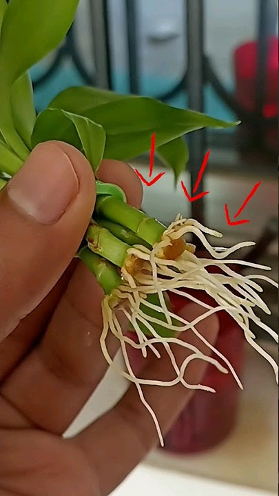 Propagate Lucky bamboo 2x faster