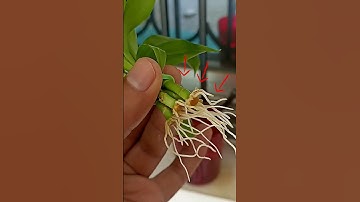 Propagate Lucky bamboo 2x faster