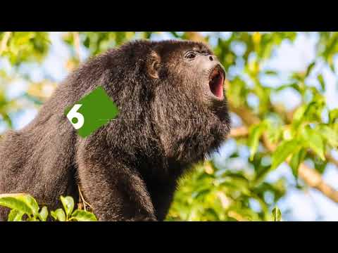 Vídeo: Quantas raças de macacos existem?
