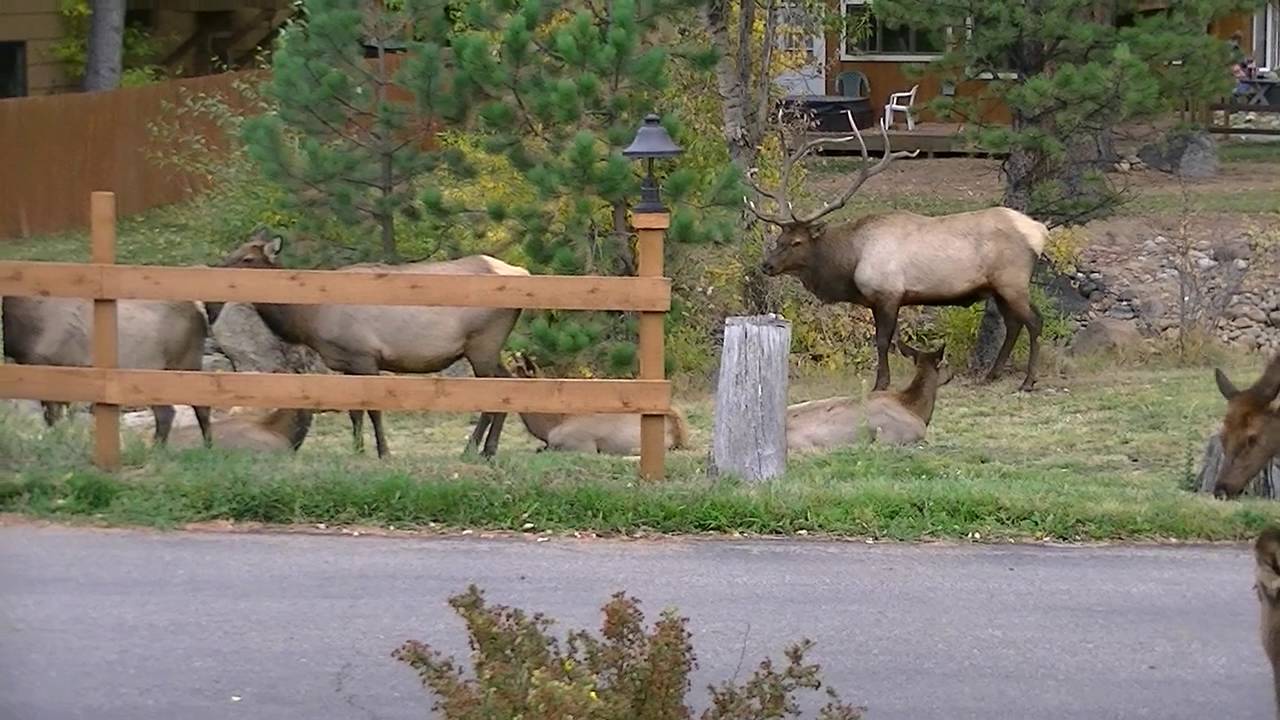 Elk Bugling in Estes Park, Colorado YouTube