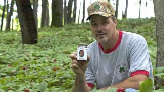 Interview with a forest farmer Larry Harding