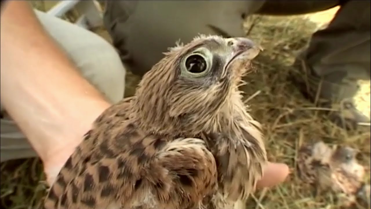 Gradske ptice - Vjetruška / Vjetruša