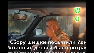 Сбор шишки и вывоз мешков с болотной кедровой гривы на болотоходе-трицикле Скарабей