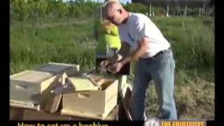 The Best Way to Set Up a Bee Hive  The FruitGuys
