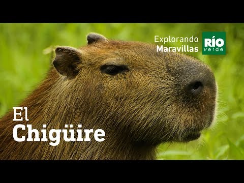 Chapter 5 - The Capybara - Exploring the Wonderful Season 2