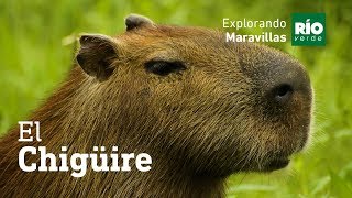 The Capybara