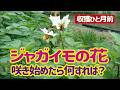 ジャガイモの花が咲き始めたらやらなきゃダメなことがあります。マルチ栽培でなければ追肥と土寄せ、そして・・・【じゃがいも追肥】。4/25