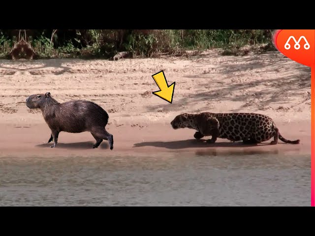 Vídeo mostra tentativa de socorrer uma capivara que ratejava pela