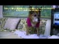 ノンちゃん嵐のようなベッドメイクの巻