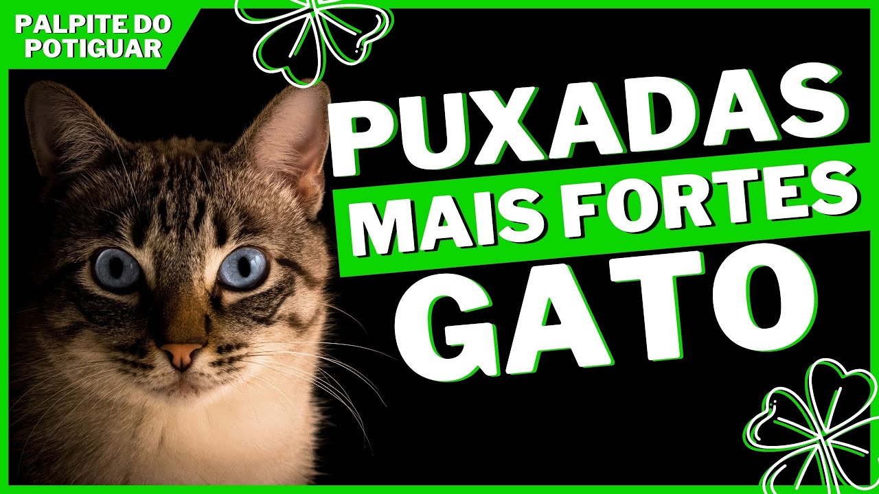 Puxada do Gato - YouTube