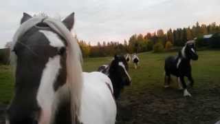 8 tinkere i farta / 8 gypsy cobs running