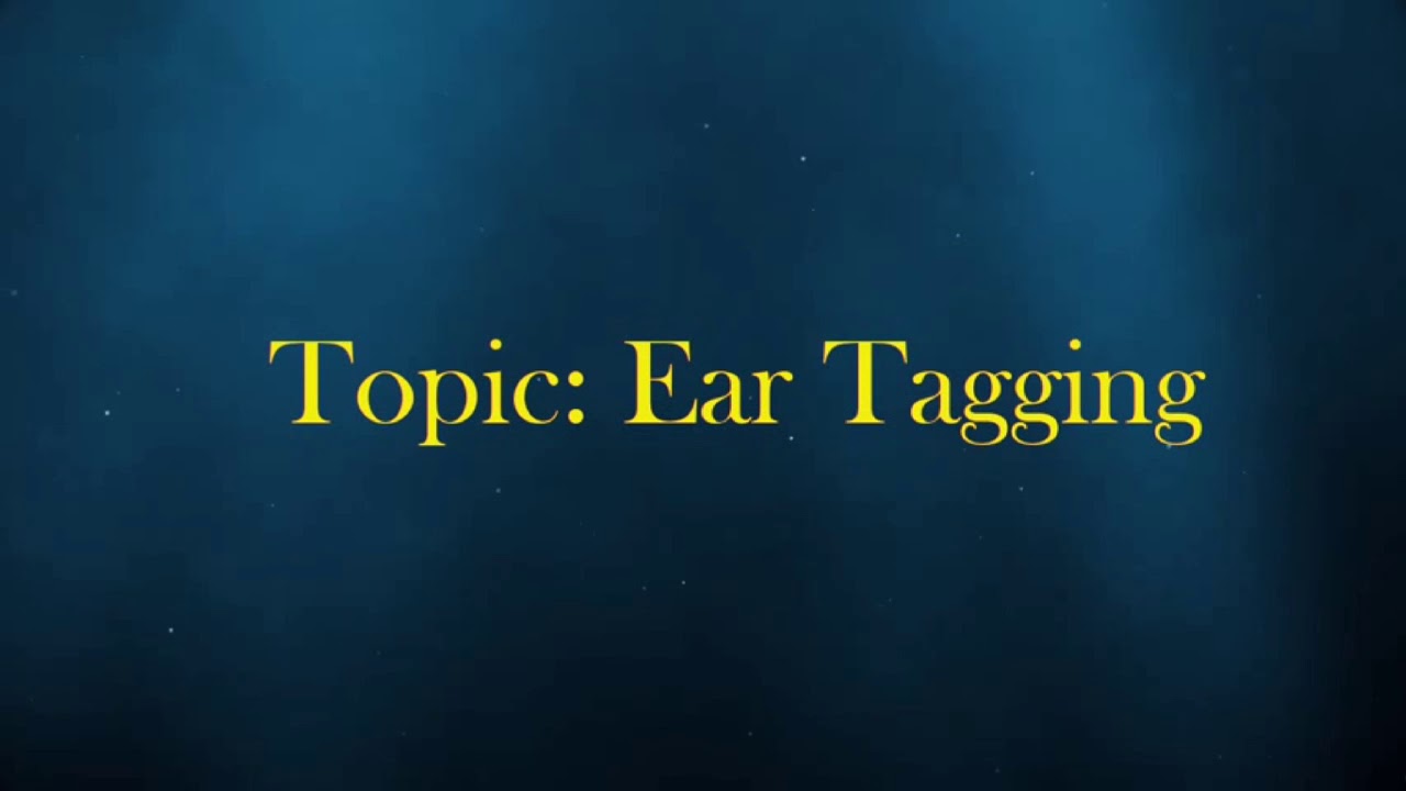 Ear tagging in piglets