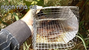 Bẫy rắn mùa gió chướng cơn mưa sương dính liền rắn hổ hành bự tướng | Cần gò Công