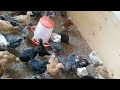 Raising Chicken