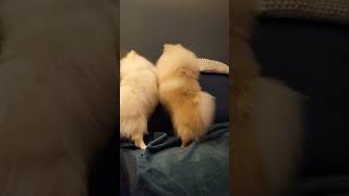 사이좋은 퐁키호리 오늘 다퉈요. Pomeranian fight for love ❤.