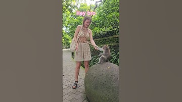 Families Different Countries ❗for full watch cek on channel #monkey #monkeysspinningmonkeys#ubud