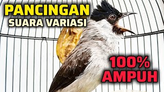 PANCINGAN KUTILANG GACOR SUARA VARIASI AMPUH BIKIN LAWAN NYAUT