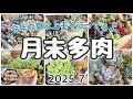 今年の夏は上手くいってる‼️【月末多肉】2025.7