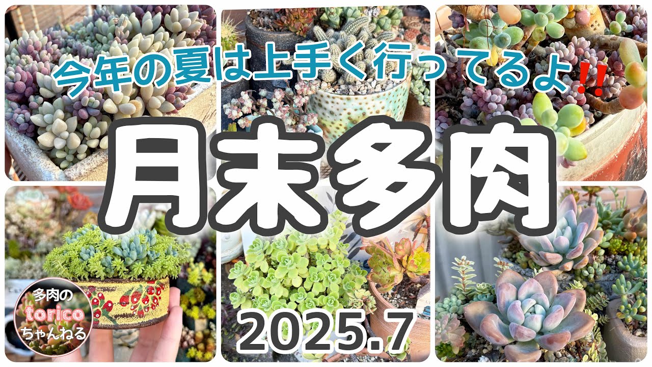 今年の夏は上手くいってる‼️【月末多肉】2025.7