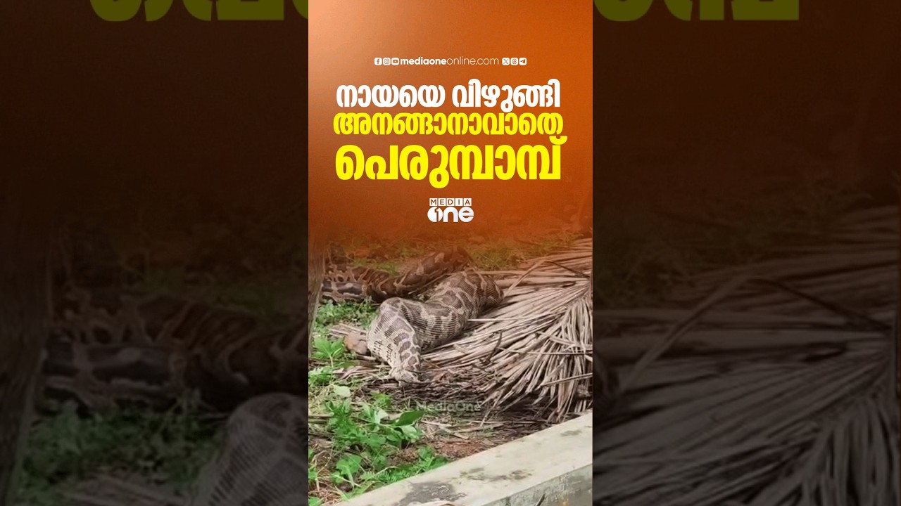 നായയെ വിഴുങ്ങി അനങ്ങാനാവാതെ പെരുമ്പാമ്പ്; 25 കിലോ ഭാരമുള്ള പാമ്പിനെ പിടികൂടി...