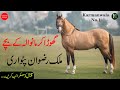 Ghora Karmanwala kai bache/Sons | Owner Malik Rizwan patwari | Panj Kalyan Horse | White Horse