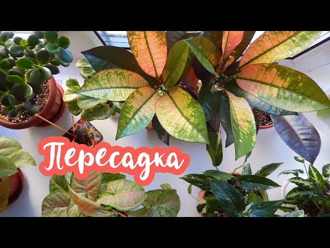 Летняя пересадка комнатных растений