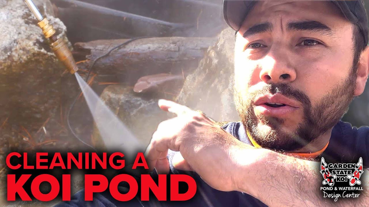 Dirty Koi Pond DRAIN & CLEAN