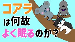 コアラのヤバすぎる生態【おしゃべりアニメ】