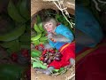 cute kiki monkey in the nest.kiki baby monkey. cute pets in the country #monkey #shorts Mp3 Song
