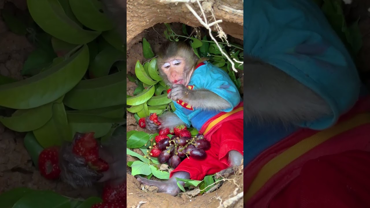 cute kiki monkey in the nest.kiki baby monkey. cute pets in the country 