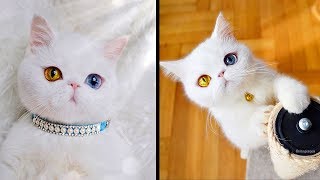 Pam Pam, The 'Eye Catching' Kitty With Over 120,000 Fans by NΞXTA 5,861 views 5 years ago 2 minutes, 3 seconds