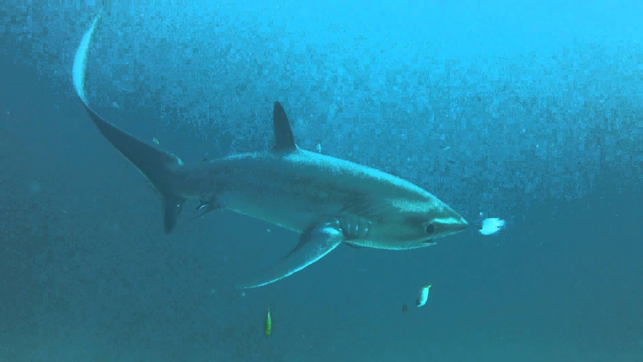 ９月１７日の誕生魚 オナガザメ 海洋の天一国 海洋摂理