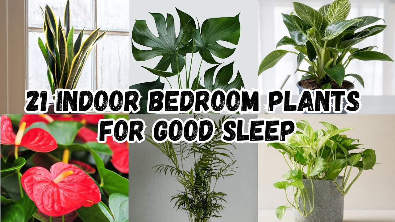 21 Air Purifying Bedroom Plants for Good Sleep Low Light Bedroom
