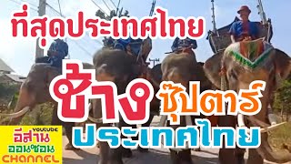 มาแรงตอนนี้❗️10 อันดับ❗ช้างชุปตาร์ประเทศไทย 🇹🇭🐘🇹🇭 #elephantthailand #ช้าง | อีสาน ออนซอน Channel