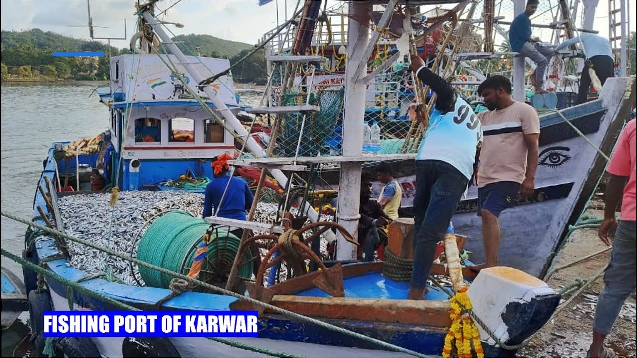 FISHING FRENZY: Karwar Port Sardine Season! 🤯 Trawlers & Purse Seiners Haul HUGE Catch!