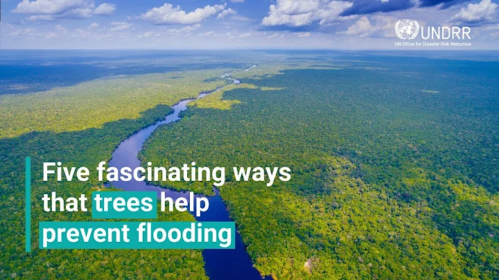 Five fascinating ways that trees help prevent flooding | UNDRR
