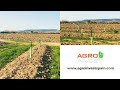 Almond plantation in spain i agro invest spain