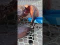 Meet the Finger Remover 3000 #shorts #crab #wildlife #nature #fyp