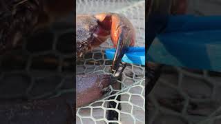 Meet the Finger Remover 3000 #shorts #crab #wildlife #nature #fyp