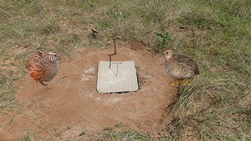 Method Creative Unique Underground Quail Bird Trap Using from Old Paper Box & Deep Hole