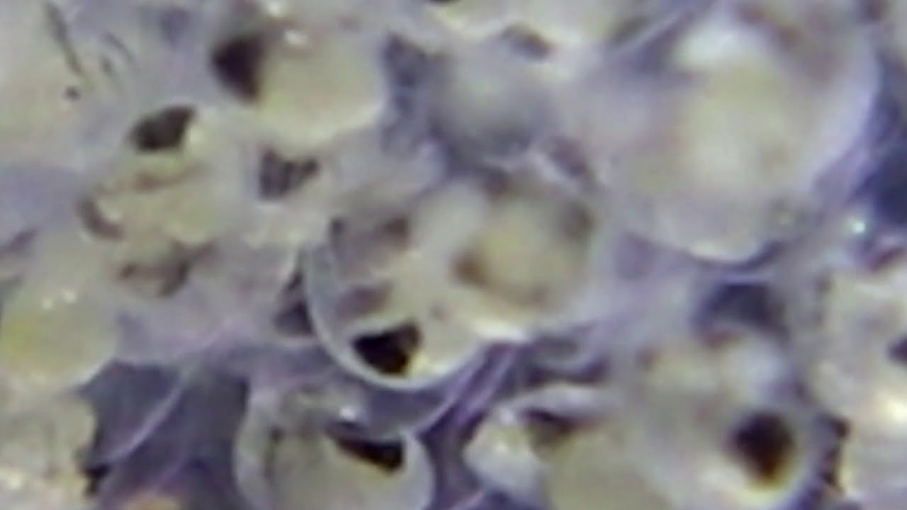 Elysia clarki eggs, day ten